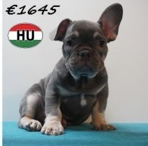 Franse Bulldog 08-03-2026 M(HU6024) 24-06-2026.jpg