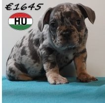 Franse Bulldog 09-03-2026 M(HU6035) 24-06-2026.jpg