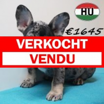 Franse Bulldog 09-03-2026 M(HU6033) 24-06-2026.verkocht-vendu