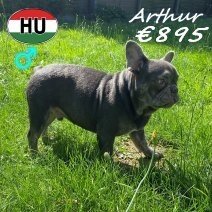 Franse Bulldog Arthur 12-12-2025 M(HU8765) 29-06-2026.jpg