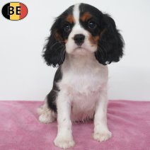 Cavalier King Charles 08-05-26 F(BE7262) 18-07-26.jpg