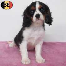 Cavalier King Charles 08-05-26 F(BE7270) 18-07-26.jpg