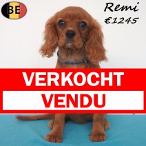 Cavalier King Charles Remi 31-03-2026 M(BE8449) 18-07-26 verkocht - vendu.jpg