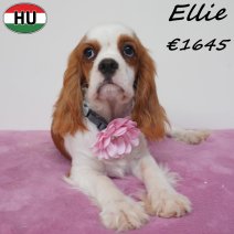 Cavalier King Charles Ellie 01-02-2026 F(HU7748) 18-07-26.jpg