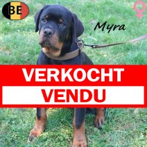 Rottweiler Malia 19-03-26 F(BE8723) 12-07-26 verkocht - vendu.jpg