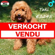 Poedel Taki 24-01-2026 M(HU8829) 12-07-26 verkocht - vendu.jpg