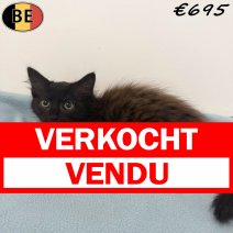 Europese Langhaar 04-04-26 M(BE7238) 06-07-26 verkocht - vendu.jpg