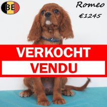 Cavalier King Charles Romeo 31-03-2026 M(BE0990) 18-07-26 verkocht - vendu.jpg
