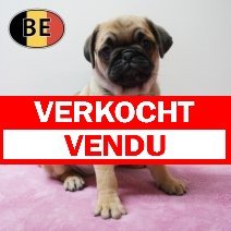 Mops 23-04-26 F (BE2034) 19-06-2026 verkocht - vendu.jpg