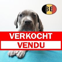 American Staffordshire Terrier 03-05-2026 M (BE7226) 11-07-2026 verkocht - vendu.jpg