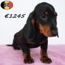 Teckel 29-04-2026 F(BE7217) 19-07-26.jpg