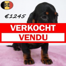 Teckel 29-04-2026 F(BE7217) 19-07-26.verkocht-vendu