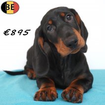 Teckel 29-04-2026 M(BE7221) 19-07-26.jpg