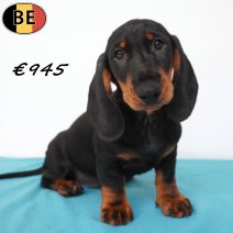 Teckel 29-04-2026 M(BE7275) 19-07-26.jpg