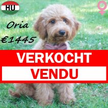 Poedel Oria 30-12-25 F(HU2573) 12-07-26 verkocht - vendu.jpg