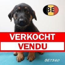 Duitse Herder 08-05-2026 M(BE7380) 16-07-2026 verkocht - vendu.jpg