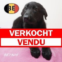 Duitse Herder 08-05-2026 F (BE7305) 16-07-2026 verkocht - vendu.jpg