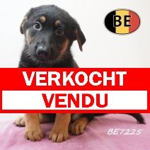 Duitse Herder 08-05-2026 F (BE7225) 16-07-2026 verkocht - vendu.jpg