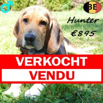Beagle Hunter 30-03-26 M(BE6665) 12-07-26 verkocht - vendu.jpg