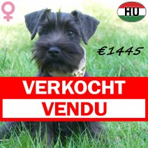 Dwergschnauzer 07-03-2026 F(HU6016) 12-07-26 verkocht - vendu.jpg