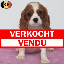 Cavalier King Charles 08-05-26 F(BE7274) 18-07-26 verkocht - vendu.jpg