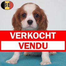 Cavalier King Charles 08-05-26 M(BE7186) 18-07-26 verkocht - vendu.jpg