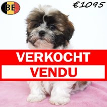 Shih Tzu 11-03-26 F(BE6643) 15-05-26 verkocht - vendu.jpg