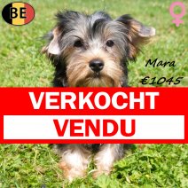 Yorkshire Terrier Mara 07-04-26 F(BE6308) 10-07-26 verkocht - vendu.jpg