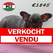 Franse Bulldog 08-03-2026 F (HU6027) 24-06-2026 verkocht - vendu.jpg