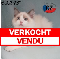 Ragdoll 19-02-26 M(CZ3385) 19-06-2026 verkocht - vendu.jpg