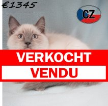 Ragdoll 12-02-26 M(CZ2120) 19-06-2026 verkocht - vendu.jpg
