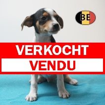 Belgische Fox 05-05-26 M(BE6254) 09-07-26 verkocht - vendu.jpg