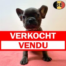 Franse Bulldog 02-05-26 F(BE6185) 06-07-26 verkocht - vendu.jpg