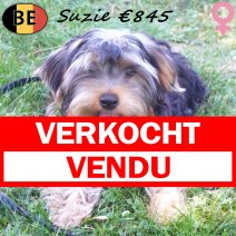 Yorkshire Terrier Suzie 15-02-26 F(BE2212) 10-07-26 verkocht - vendu.jpg