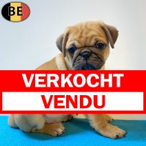 Mops 06-05-26 M(BE2129) 01-07-26 verkocht - vendu.jpg