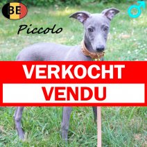 Italiaanse Windhond Piccolo 04-03-26 M(BE3751) 12-07-26 verkocht - vendu.jpg