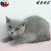 Britse Korthaar 20-01-26 F(CZ6776) 13-05-26..jpg