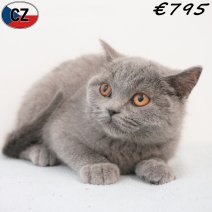 Britse Korthaar 20-01-26 M(CZ6768) 13-05-26..jpg