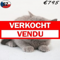 Britse Korthaar 20-01-26 M(CZ6768) 13-05-26.verkocht-vendu