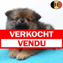 Keesje 09-05-26 M(BE2824) 08-07-26 verkocht - vendu.jpg