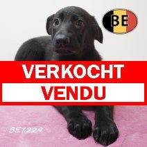 Duitse Herder 08-05-2026 F (BE7229) 16-07-2026 verkocht - vendu.jpg