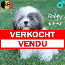 Lhasa Apso Dobby 26-02-26 M(BE6675) 12-07-26 verkocht - vendu.jpg