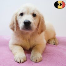 Golden Retriever 16-05-26 F(BE2294) 22-07-26.jpg