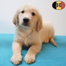 Golden Retriever 16-05-26 M(BE0815) 22-07-26.jpg