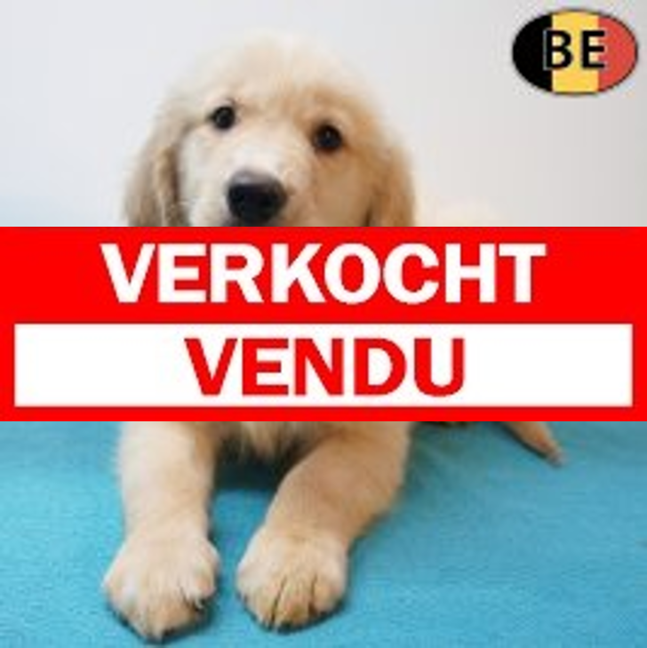 Golden Retriever 16-05-26 M(BE0815) 22-07-26.verkocht-vendu