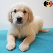 Golden Retriever 16-05-26 M(BE0944) 22-07-26.jpg