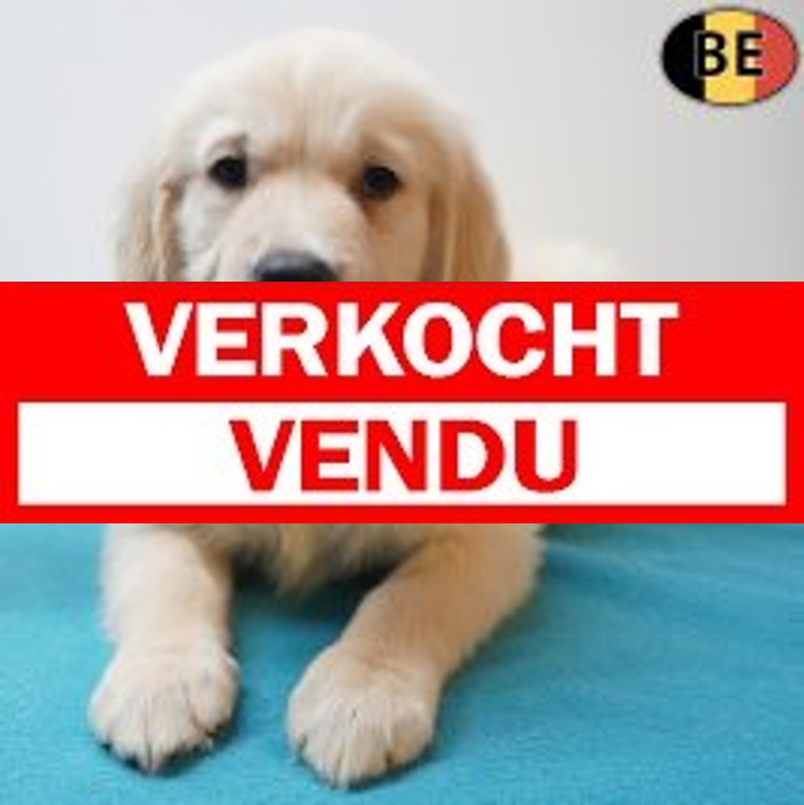 Golden Retriever 16-05-26 M(BE0944) 22-07-26.verkocht-vendu