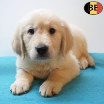Golden Retriever 16-05-26 M(BE1658) 22-07-26.jpg