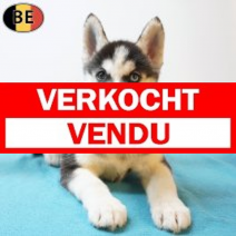 Siberische Husky 22-05-26 M(BE7179) 22-07-26.verkocht-vendu