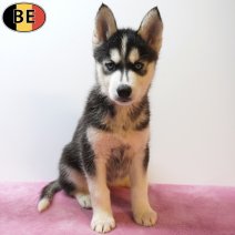 Siberische Husky 22-05-26 F(BE7180) 22-07-26.jpg